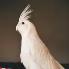 كروان مفقود اسكان الحرس خشم العان