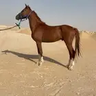 حصان شعبي كفو