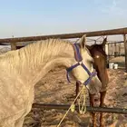 حصان شعبي