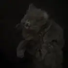 قط شيرازي ذكر