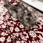 قطه لتبني