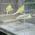 جوز كناري مفتل تم  البيع