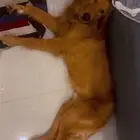 قلودن رتيرفر العمر 6 شهور كامل تطعيماته ذكر