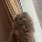 للتبني نوعها سكوتش فولد فارسيه عمرها 7 شهور ونادره جدا