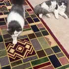 قطط للتبني