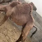 تهامة الباحه