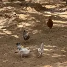 دجاج وفروخ بيشة .