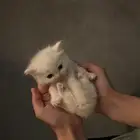 قطط صغيره للبيع المستعجل