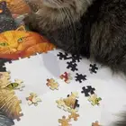 قط مفقود حي الندوه