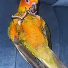 صن كنيور للبيع