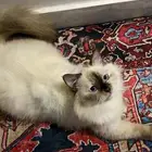 قط هملايا للبيع