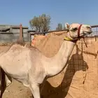 اعرض لكم عقود حق للبيع