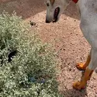 سلوقي