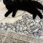 قط سكوتش فولد بيور ذيل قصير لتبني