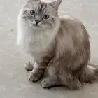 قط لتبني