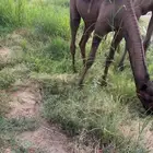 قعود فاخر مغلق