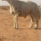 خروف للبيع