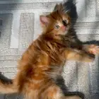 قط شيرازي