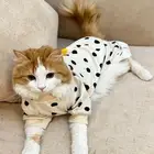 قطط تبني امريكي هملايا للبنات فقط
