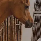 فرس واهو