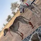 سلقه - سلوقي