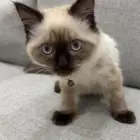قط لتبني
