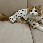 قط للتبني
