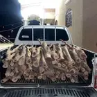 سمر شرط يابس الحد 450