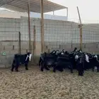 تيوس وجفار للبيع