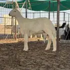 مشروع فحل حري صنف