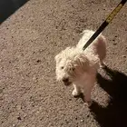 كلب مالتيز للتبني