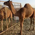 قعود مشروع فحل عمره 6شهور