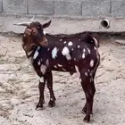 تيس ابهر جيشي.