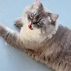 قط ذكر هملايا مفقود