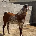 تيس فحل ( تم البيع ).