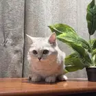 قطة