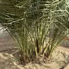 البرني اربع جثايث والصفري من السبع إلى الثمان جثايث