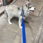 كلب هاسكي