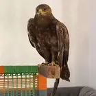 الي يفهم ب الطيور يرسل