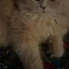 قط للتبني