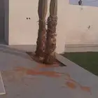 توريد وغرس النخل الواشنطني