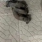 راس قزوز لاند