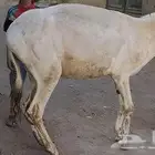 حمارة للبيع