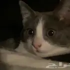 قطه مفقوده