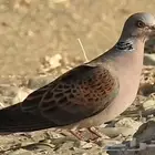 سمان مهاجر(خدج) الزوج 25 ويتوفر قمري مهاجر (خدج) الزوج 300