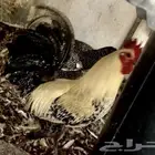 ديك فيومي