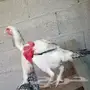 دجاج فارسي ( حجازي) 