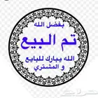 ببغاء درة أليف وهدد الله يبارك