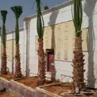نخل واشنطونيا امريكي وشنطني زينه