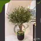 اشجار زيتون صناعي